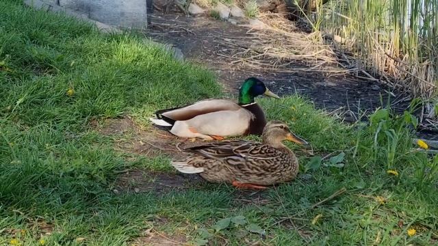 Утиная история смотреть онлайн