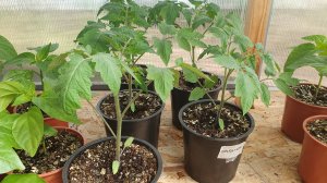 ОБЗОР КЕЧКЕМЕТИ И ГНОМОВ В РАССАДНИКЕ 20 АПРЕЛЯ 2025.