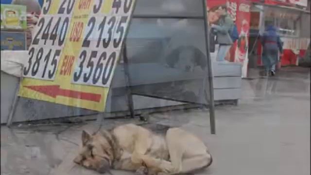 собака-друг человека.mov смотреть онлайн