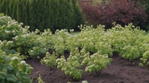 Как повысить урожайность смородины. - Советы для сада