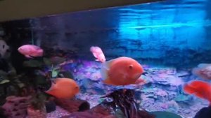 Красный астронотус супер ред