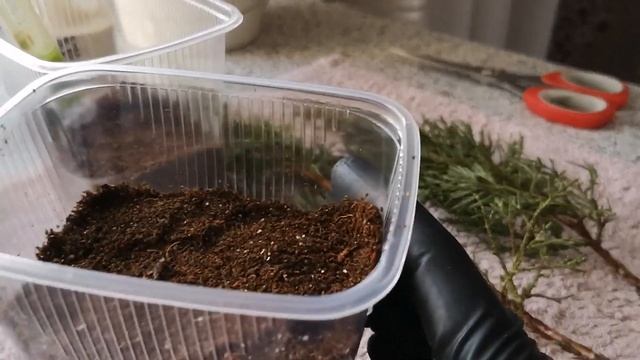 Черенкую можжевельник Казацкий. Посев земляники. смотреть онлайн
