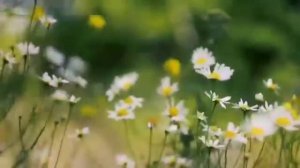 Песня укр.Плакуча гитара