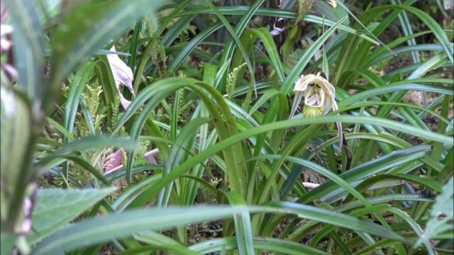 Phragmipedium perceae смотреть онлайн