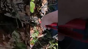 как мы чистим грядки