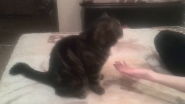 Дрессированный кот - Trained cat смотреть онлайн