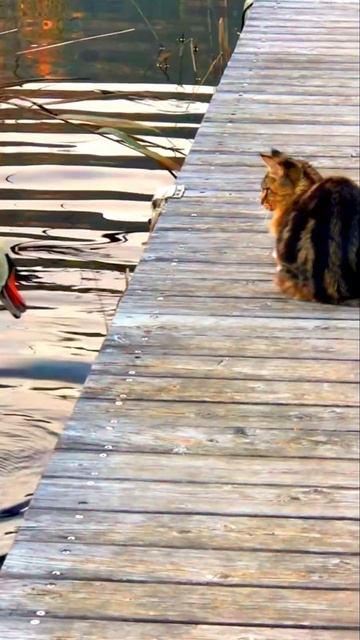 Cats and swans, Кошки и Лебеди, #shorts смотреть онлайн