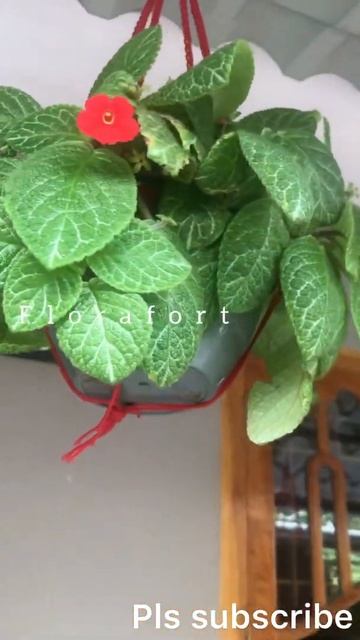 Flame violet/Epicia plant verities ||beautiful hanging plants|flora fort