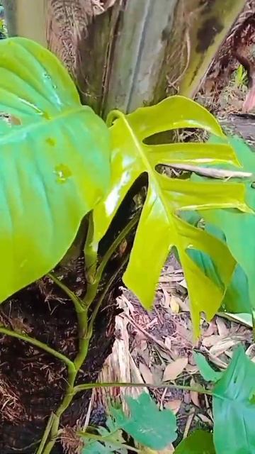 Cebu Blue Epipremnum Sudah Membelah #shorts #tanamanhias #monstera #cebu #epipremnumpinnatum