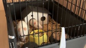 Смотрим чем кормить декоративных крыс, и как они едят. Я их чуток побаиваюсь - а вы?