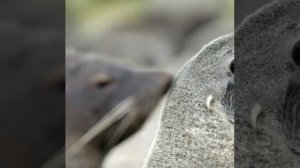 Male Antarctic fur seal #shorts