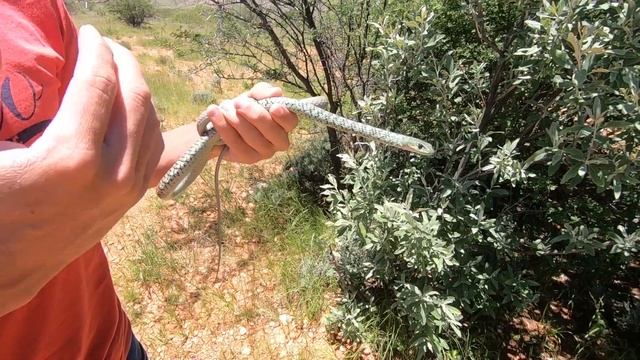 How to Identify a Spotted Bush Snake. смотреть онлайн