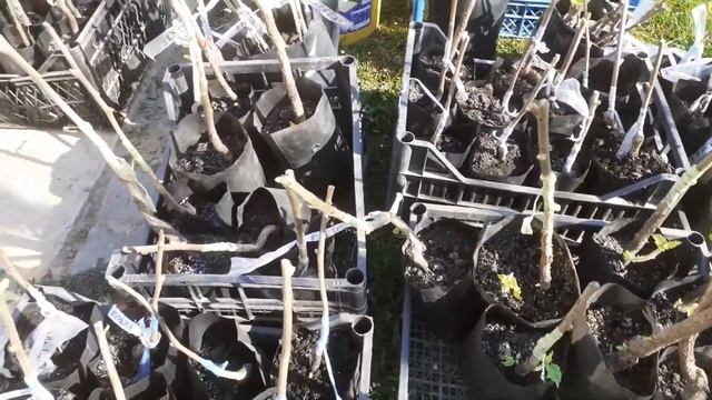 Фундук привитий на медвежому акліматизація. Підготовка до посадки. смотреть онлайн