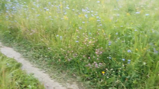 Утро в деревне