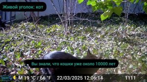 А ВЫ ЗНАЛИ СКОЛЬКО ТЫСЯЧ ЛЕТ ЖИВУТ КОШКИ С ЛЮДЬМИ?