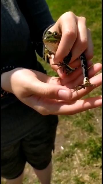 РЕЛАКС ДЛЯ ЛЯГУШЕК😂 при съёмках ни одна лягушка не пострадала😏😎 смотреть онлайн