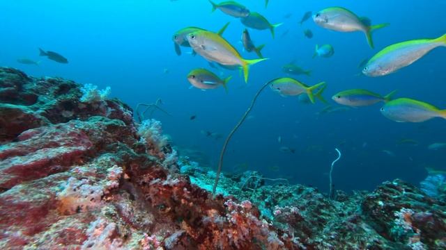 Similan Liveaboard | 21 Jan 2023 #shorts