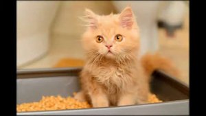 кошка долго сидит в лотке