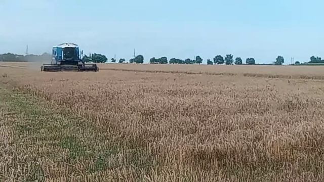 Уборка комбайном MDW 527sts, пшеницы 2020 смотреть онлайн