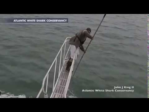 Гигантская белая акула выпрыгнула из воды и схватила ученого