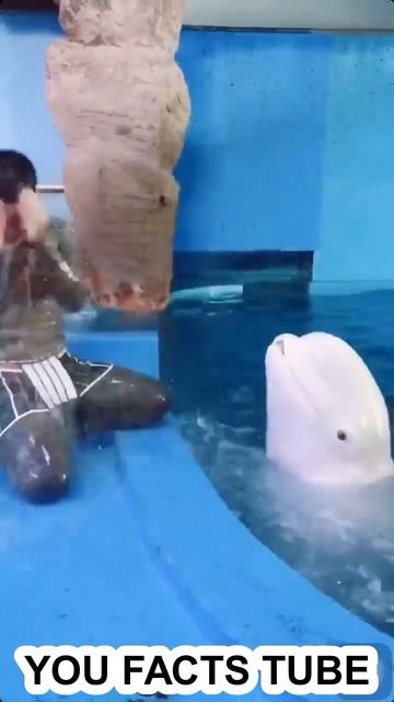 beluga whale will spit water when it is happy after eating shorts belugawhale