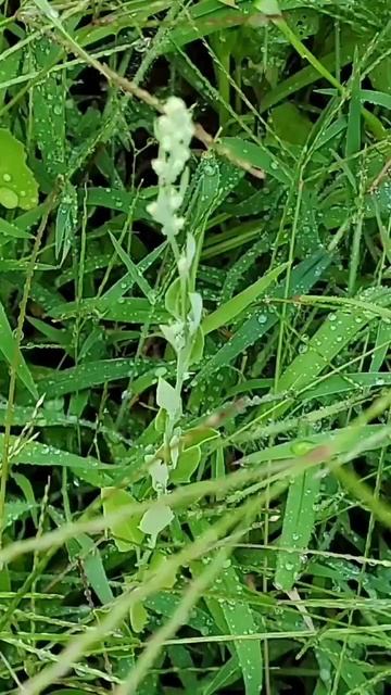 Are weeds okay in the Pollinator Garden?
