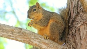 Canon EOS 60D mit 75-300mm EF 4-5,6 II