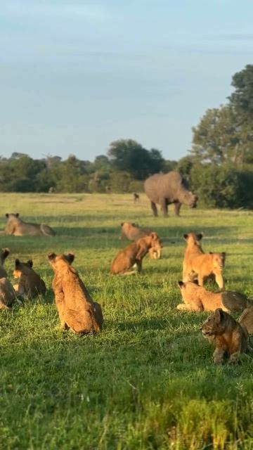 📹 Отдых львов прерван носорогом и стаей диких собак! смотреть онлайн