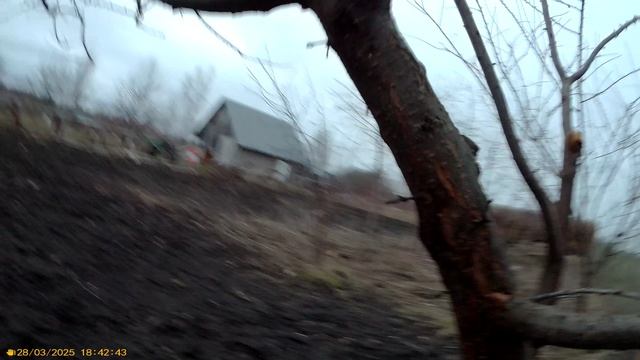 1 Прививка алычи  на сливу