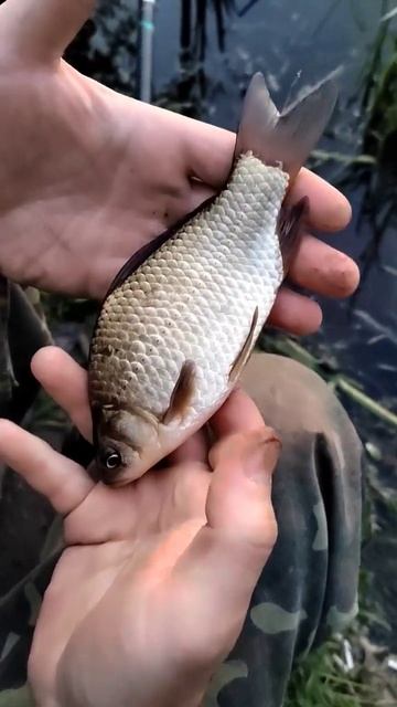 деревенский карась смотреть онлайн