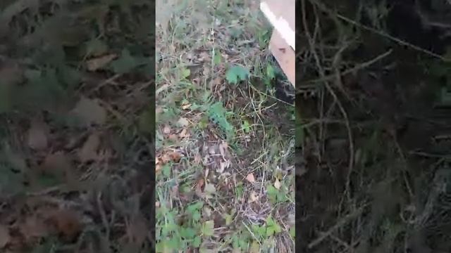 Мор пчёл на пасеке в Калачинском районе
