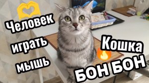 Кошка играть Бон Бон человек помог