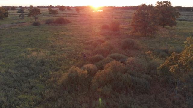 Лося смотреть онлайн