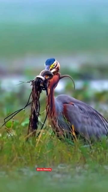 📹 У змеи не было шансов смотреть онлайн