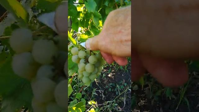 Виноград выращенный своими руками смотреть онлайн