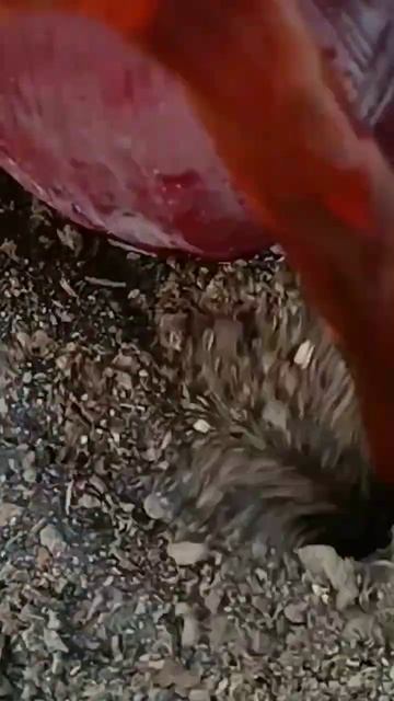 How to grow banana from flower by Coca-Cola 🍌🍌🍌 смотреть онлайн