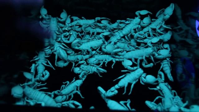 Fifty Emperor Scorpions Under UV Light HD