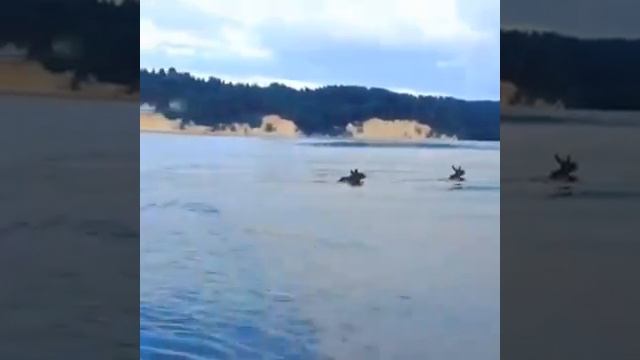 Лоси переплывают Каму смотреть онлайн