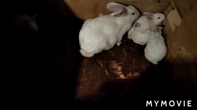 Уборка у животных. Насмешила всех ценой на кролика смотреть онлайн