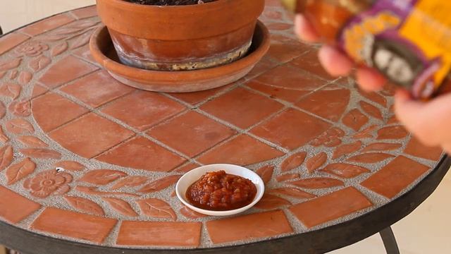 Salsa Saturday Feb 16 2013 - Santitos