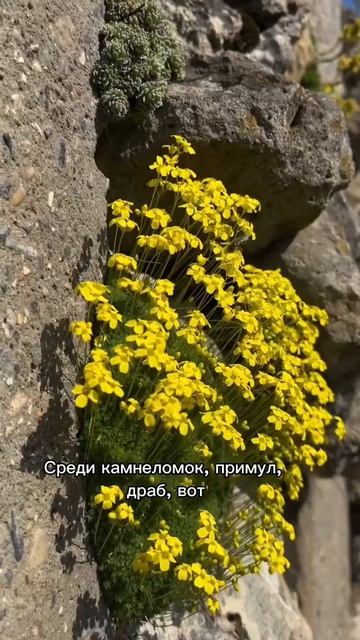 #альпийскаягорка #альпинарий #малоуходныйсад #сад #садовод #хвойные #всевсад #марияниконова