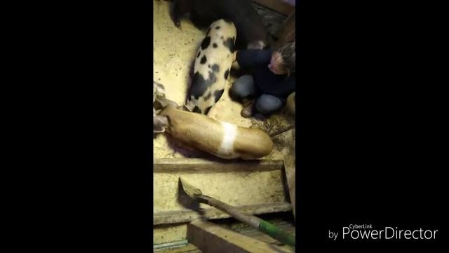 Остаться в живых, после уборки свинарника смотреть онлайн