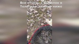 Рыбалка на голавля в Ленинградской области. Ловля на спиннинг