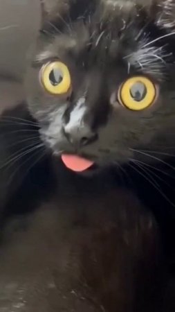 Угарные Веселящие котики 😂