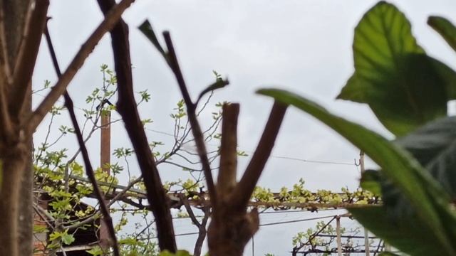 № 609 НОВО! Присаждане на японска мушмула при старият майстор Благо Христов Клингов - 26.01.2023 г смотреть онлайн