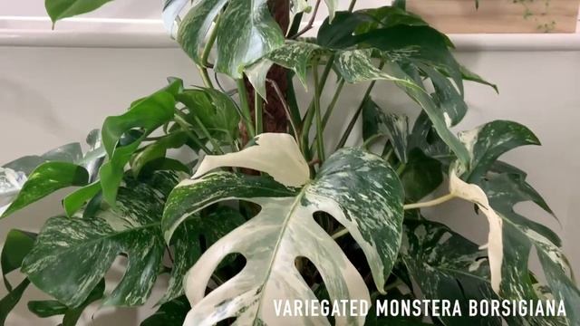 Houseplants that are Easy to care for
