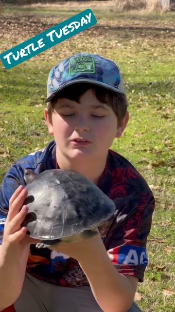 Turtle Tuesday with my Batagur! смотреть онлайн