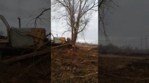 Корчевание дерева!!! ЧТЗ 100 В ДЕЛЕ!!!