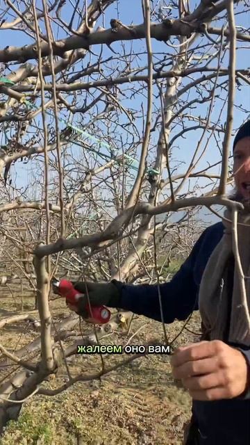 Обрезка у груши веток свисающих сильно вниз. Затеняют урожай. огород сад дача груша