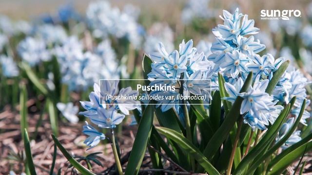 The Best First Flowers Of Spring with Black Gold® смотреть онлайн